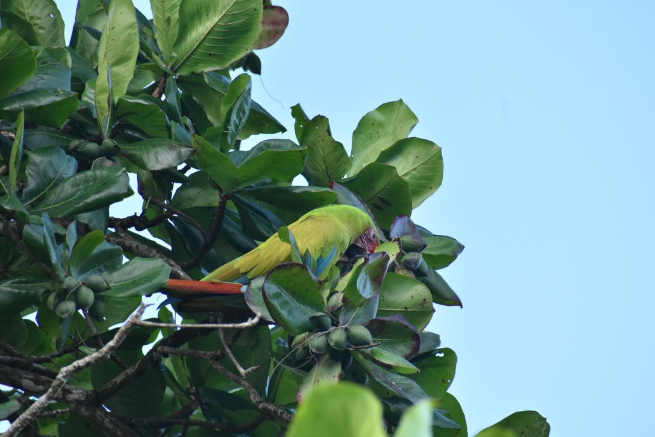 Casa Turtle Bogue Hotel ตอร์ตูเกโร ภายนอก รูปภาพ